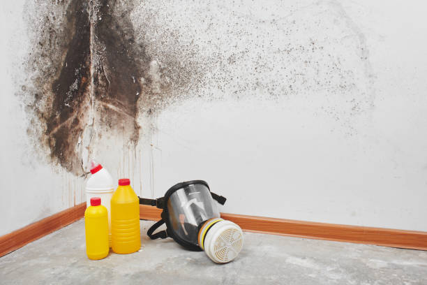 Certified Mold Removal in Carney, MD