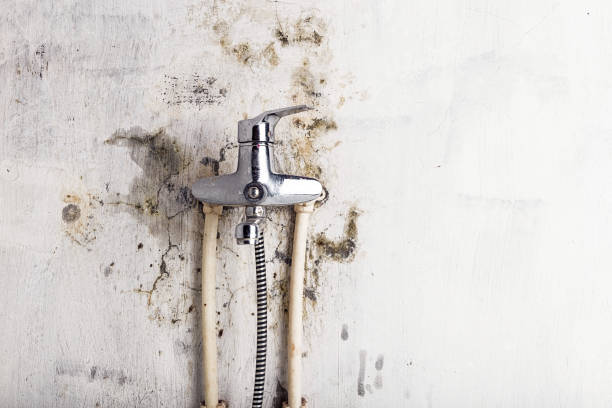 Best Mold Removal Process  in Carney, MD