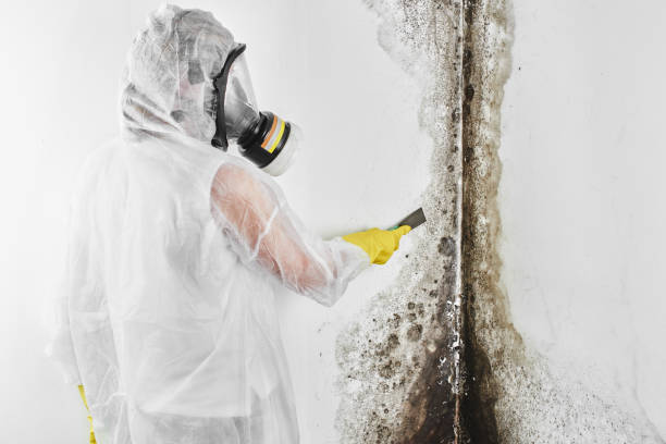 Best Black Mold Removal  in Carney, MD