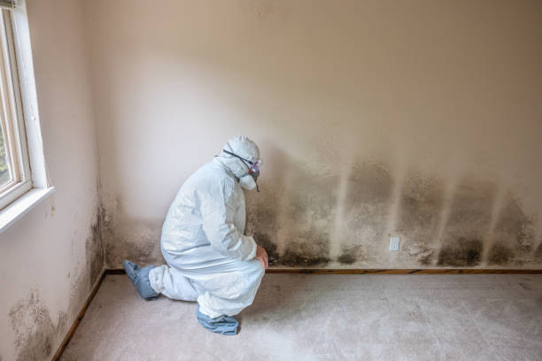 Best Toxic Mold Removal  in Carney, MD