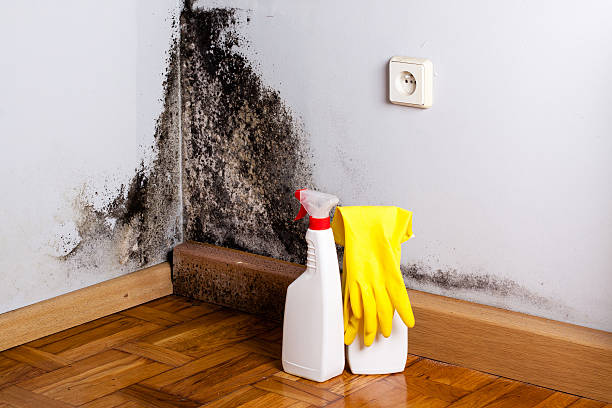 Best Attic Mold Removal  in Carney, MD