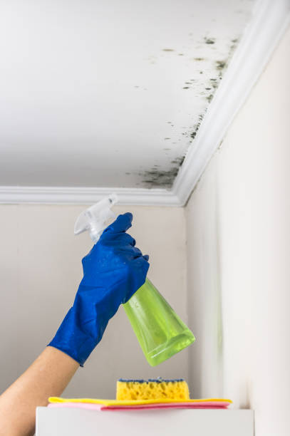 Carney, MD Mold Removal Company