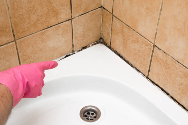 Best Professional Mold Removal  in Carney, MD
